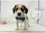 Arthur, Jack Russell Terrier For Adoption In Benton, Louisiana