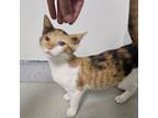 Adopt CHAT-Stray-ch158_2 a Domestic Short Hair