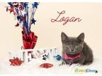 Adopt Logan a Russian Blue, Domestic Short Hair