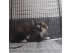 Adopt Jeoffry a Domestic Short Hair