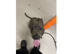 Adopt BUSY BEE a Pit Bull Terrier, Mixed Breed