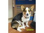 Adopt Sasha a Corgi, Jack Russell Terrier