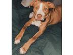 Adopt Rosie-SPONSORED! a Pit Bull Terrier, Mixed Breed