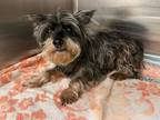Adopt Irene a Yorkshire Terrier, Mixed Breed