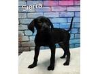 Adopt Sierra a German Shorthaired Pointer, Mixed Breed