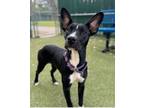 Adopt Ingrid a Pit Bull Terrier, Mixed Breed