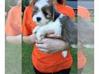 Zuchon PUPPY FOR SALE ADN-803348 - Playful puppy