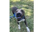 Adopt MISTY a Pit Bull Terrier