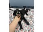 Adopt Bentley a Greater Swiss Mountain Dog, Mixed Breed