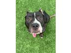 Adopt Brecklyn a Pit Bull Terrier, Mixed Breed