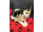 Adopt Sizzle a Domestic Short Hair