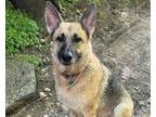 Adopt CC a German Shepherd Dog