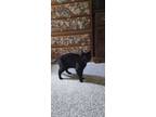 Adopt Lunaberry a Domestic Short Hair