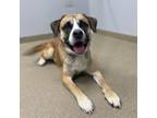 Adopt WHISKEY a Black Mouth Cur, Mixed Breed