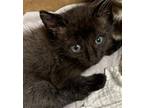 Adopt EXPRESSO a Domestic Short Hair