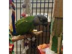Adopt Oliver a Parrot (Other)