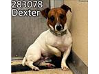 Adopt Dexter a Jack Russell Terrier