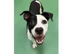 Adopt Roscoe a Pit Bull Terrier, Mixed Breed