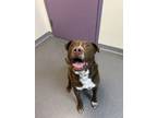 Adopt Steve a Labrador Retriever, Pit Bull Terrier