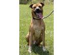 Adopt Bently a Mixed Breed