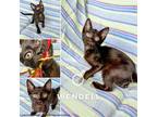 Adopt Wendell a Domestic Short Hair