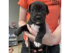 Adopt Billy The Kid a Mixed Breed