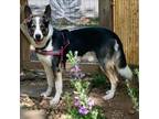 Adopt Scampi a Collie, Mixed Breed