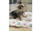 Adopt Cash a Yorkshire Terrier, Mixed Breed