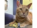 Adopt Tommy Toes a Domestic Short Hair
