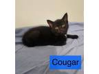 Adopt Cougar a Domestic Short Hair