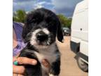 Adopt Gizmo/Nave pup 7 a Shih Tzu, Poodle
