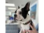 Adopt Onyx a Boston Terrier