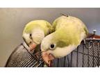 Adopt Neo and Cypher (bonded) a Parakeet (Other)