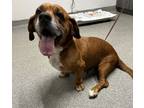 Adopt Lulu a Basset Hound, Labrador Retriever