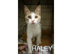 Adopt Haley (FCID# 06/17/2024 - 16 Trainer) a Calico