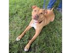 Adopt Ophelia a Pit Bull Terrier