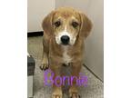Adopt Bonnie a Hound, Mixed Breed