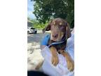 Adopt Charlotte a Black and Tan Coonhound, Mixed Breed