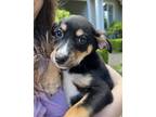Adopt Chloe - Sweet Tri-Color Pup a Mixed Breed