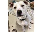 Adopt Twyla a Pit Bull Terrier