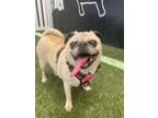 Adopt Wyla *bonded to Wendell* a Pug