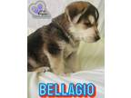 Adopt Bellagio - Vegas Litter a German Shepherd Dog, Mixed Breed