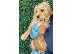 Adopt 56266180 a Yorkshire Terrier, Terrier