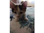 Patches (tracy Harvey), Domestic Shorthair For Adoption In Glendale, Arizona