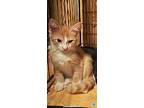 Kitten Grilled Cheese, Domestic Shorthair For Adoption In Pensacola, Florida