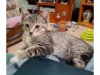 Nubins, Domestic Shorthair For Adoption In South Bend, Indiana