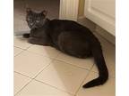 Misty (fcid# 05/13/2024 - 35) C, Domestic Shorthair For Adoption In Greenville