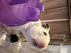 Goose, Hamster For Adoption In Faribault, Minnesota