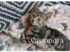 Cassandra, Domestic Shorthair For Adoption In Virginia Beach, Virginia