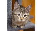Eleanor, Domestic Shorthair For Adoption In Chicago, Illinois